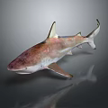 Realistic Shark Model With Pinkish Brown Body Sharp Fins And Reflection 3d model