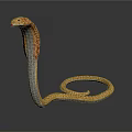 Yellow and brown patterned cobra with raised head and coiled body on black background