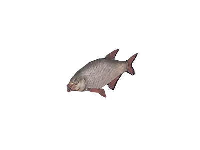 Detailed Illustration Of Silver Gray Fish With Pink Fins And Tail On White Background 3d model