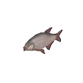 Detailed Illustration Of Silver Gray Fish With Pink Fins And Tail On White Background