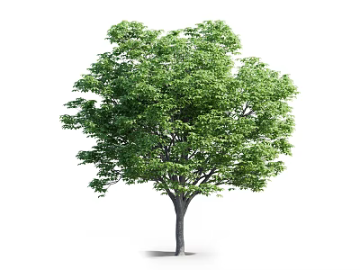 Lush Green Arbor with Dense Foliage and Dark Trunk in White Background 3d model