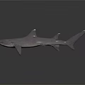 Realistic 3D Model Shark With Purple Gray Color And Shiny Surface On Dark Background