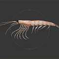 Detailed Orange and White Striped Shrimp with Long Antennae Translucent Shell Isolated on Dark Background