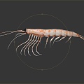 Modern Shrimp River Shrimp Sea Shrimp 3d model