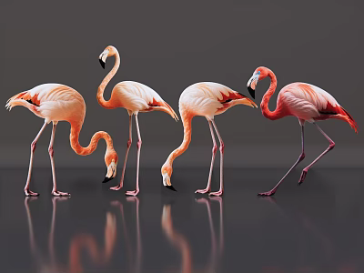 Flamingos As Flying Animals With Pink Feathers And Reflections On Gray Background 3d model