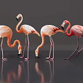 Flamingos As Flying Animals With Pink Feathers And Reflections On Gray Background
