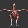 modern chicken structure chicken skeleton chicken anatomy 3d model