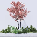 Tall Deciduous Tree with Red Leaves and Green Shrubs in Outdoor Garden