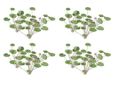 Aquatic Plants With Round Green Leaves And Purple Flowers For Garden Decoration 3d model