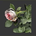 Beautiful Pink Rose Plant With Fresh Green Leaves On Gray Background Reflection