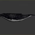 Whale 3D Model With Dark Blue Skin On Gray Background And Soft Lighting