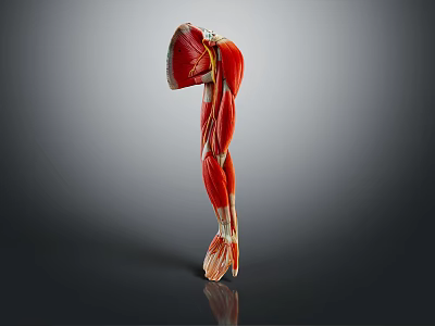 Comprehensive Leg Muscle Anatomical Model for Medical Education and Training 3d model