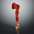 Comprehensive Leg Muscle Anatomical Model for Medical Education and Training