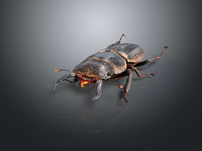Stag Beetle With Black Exoskeleton Large Mandibles Orange Mouthparts On Dark Background Close Up View 3d model