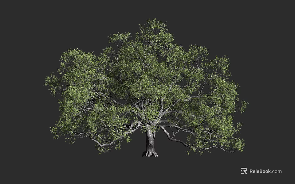 Lush Green Tree with Full Canopy Strong Trunk and Exposed Roots 3d model