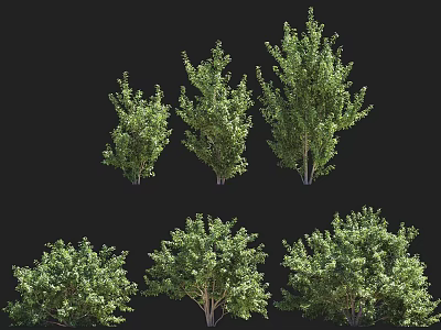 Various Sizes Green Tree Models For Landscape Scene Building And Design 3d model