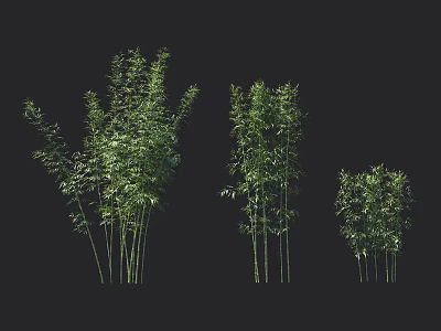 Three Green Bamboo Plants In Different Sizes For Natural Decorative Use 3d model