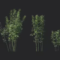 Three Green Bamboo Plants In Different Sizes For Natural Decorative Use