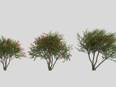 Three Healthy Trees Bearing Red Fruits Lush Green Foliage And Sturdy Trunks 3d model