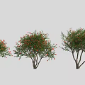 Three Healthy Trees Bearing Red Fruits Lush Green Foliage And Sturdy Trunks