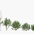 Different Types Of Fresh Green Flowering Plants And Shrubs For Garden