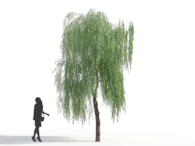 Weeping Willow Tree with Long Green Hanging Branches Brown Trunk and Person Standing Nearby 3d model