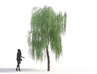 Weeping Willow Tree with Long Green Hanging Branches Brown Trunk and Person Standing Nearby 3d model