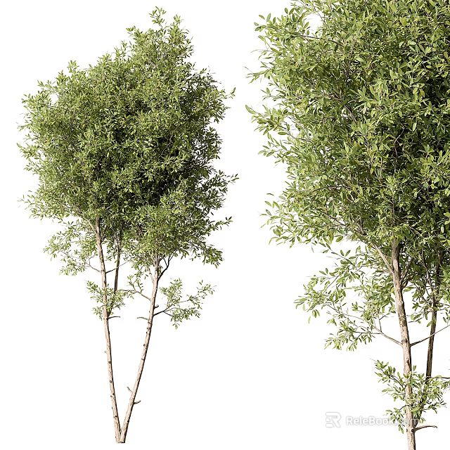 Two Lush Green Arbor Trees With Slender Trunks And Dense Foliage In Natural Landscape 3d model 