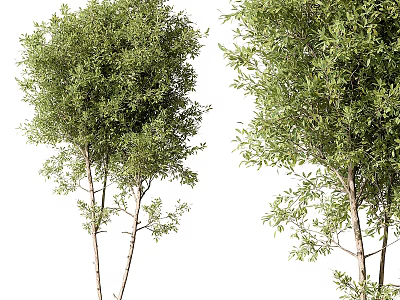 Two Lush Green Arbor Trees With Slender Trunks And Dense Foliage In Natural Landscape 3d model