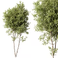 Two Lush Green Arbor Trees With Slender Trunks And Dense Foliage In Natural Landscape