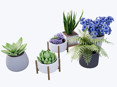 Diverse Bonsai Potted Plants With Succulents Ferns Colorful Flowers In Ceramic Pots And Wooden Stands 3d model