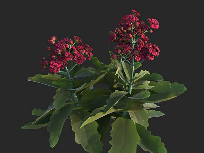 Vibrant Red Flower Clusters With Lush Green Serrated Leaves On Green Stems 3d model