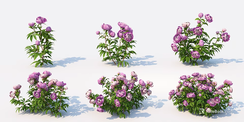 Multiple Purple Flowers With Green Leaves Arranged On White Background 3d model 