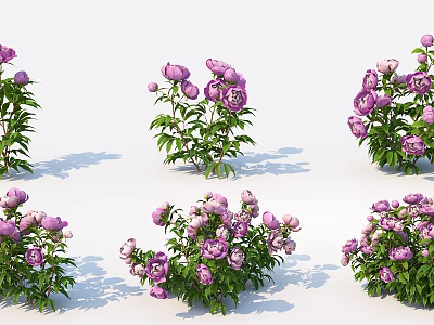 Multiple Purple Flowers With Green Leaves Arranged On White Background 3d model
