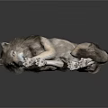 Gray and White Wolf Lying on White Surface with Extended Limbs and Relaxed Pose
