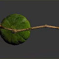 Fresh Green Gourd Hanging From Branch On Dark Background With Reflection 3d model