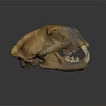 Ancient Animal Skull Fossil With Brown Textured Surface On Dark Background