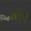 Assorted Trees Including Evergreens and Leafless One Arranged on Dark Surface 3d model
