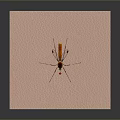 Detailed Mosquito Biting Human Skin With Red Droplet And Green Eyes