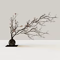 Bonsai Plant with Slender Branches and Pink Flowers in Black Vase on White Background