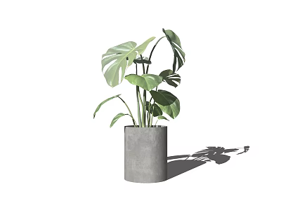 Green Potted Monstera Plant With Large Leaves In Gray Concrete Pot 3d model