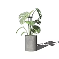 Green Potted Monstera Plant With Large Leaves In Gray Concrete Pot