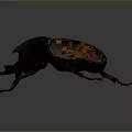 Realistic 3D Rendered Beetle With Black And Brown Shell And Large Horn 3d model