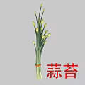 Fresh Garlic Scapes Bunch With Green Stems And Young Buds Healthy Cooking Ingredient