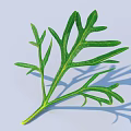 Green Leaf with Branch and Serrated Edges on Light Blue Background with Shadow 3d model