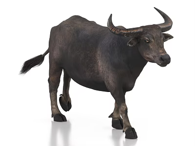 Realistic Black Water Buffalo With Curved Horns Walking On White Background 3d model