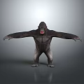 Gorilla Standing With Arms Outstretched On Gray Background And Reflective Floor