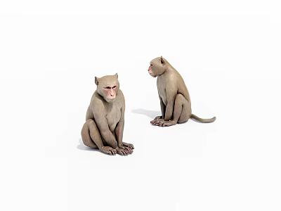 Two Sitting Monkey Sculptures With Realistic Details On White Background 3d model
