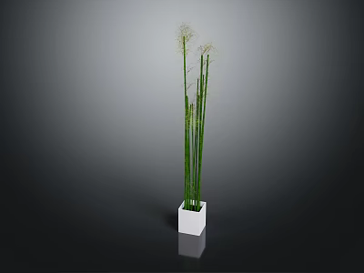 Tall Green Stem Plant in White Square Pot with Slender Stems and Light Blooms 3d model