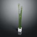 Tall Green Stem Plant in White Square Pot with Slender Stems and Light Blooms